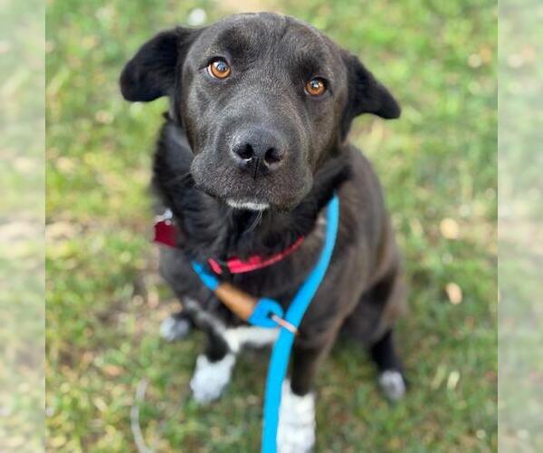Medium Photo #1 Labrador Retriever-Unknown Mix Puppy For Sale in San Diego, CA, USA