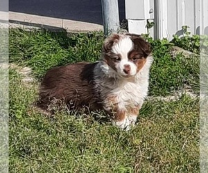 Medium Miniature Australian Shepherd