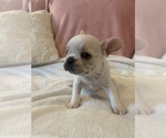 Small Photo #4 French Bulldog Puppy For Sale in JOHNS ISLAND, SC, USA