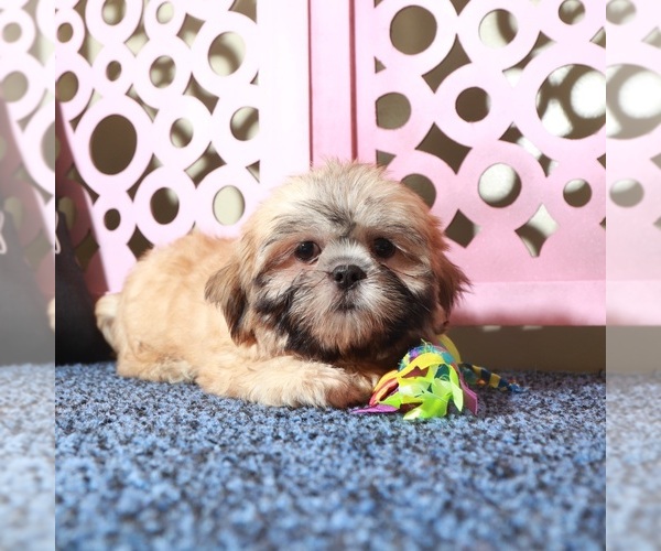 Medium Photo #2 Shih Tzu Puppy For Sale in MOUNT VERNON, OH, USA
