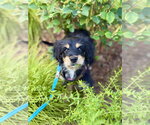 Small #1 Cavalier King Charles Spaniel Mix