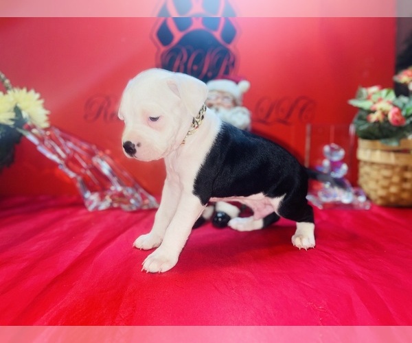 Medium Photo #2 American Pit Bull Terrier Puppy For Sale in TRENTON, NJ, USA