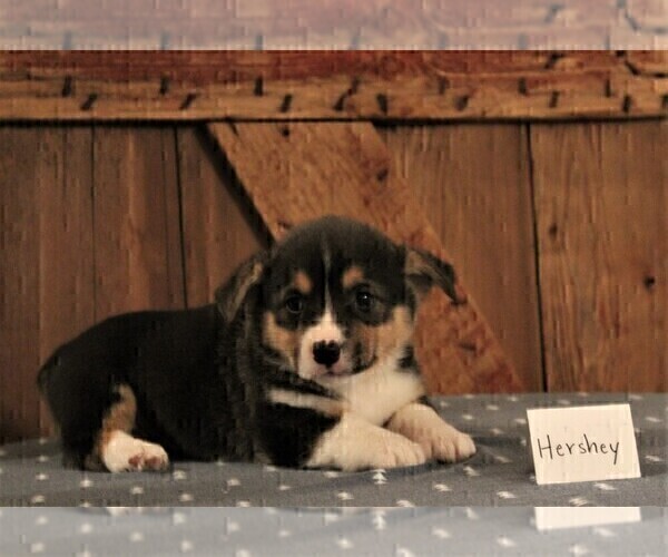 Medium Photo #2 Pembroke Welsh Corgi Puppy For Sale in NORTH MANCHESTER, IN, USA