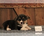 Small Photo #2 Pembroke Welsh Corgi Puppy For Sale in NORTH MANCHESTER, IN, USA