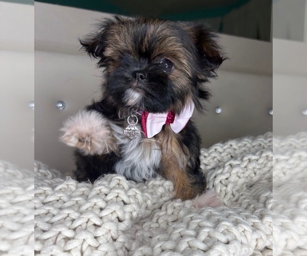 Medium Photo #3 ShiChi Puppy For Sale in CHARLOTTE, NC, USA