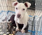 Small Photo #1 American Bulldog-Unknown Mix Puppy For Sale in New York, NY, USA
