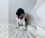 Small Photo #2 Goldendoodle Puppy For Sale in CHESNEE, SC, USA