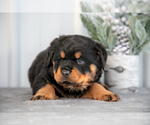 Puppy Mac Rottweiler