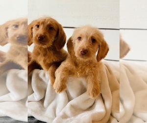Labradoodle Puppy for sale in SPRINGBORO, OH, USA