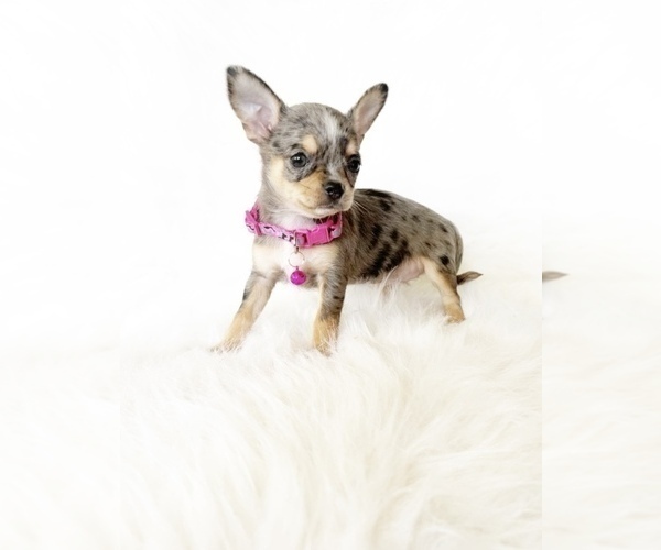 Medium Photo #1 Chihuahua Puppy For Sale in SACRAMENTO, CA, USA