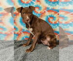 Small #4 American Pit Bull Terrier-Labrador Retriever Mix