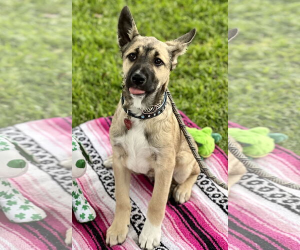 Medium Photo #8 Australian Kelpie-Unknown Mix Puppy For Sale in Dana Point, CA, USA