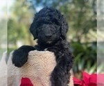 Puppy Mr Green Goldendoodle