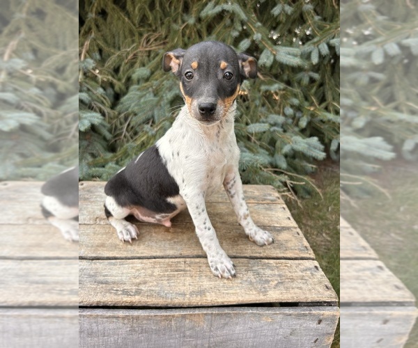 Medium Photo #2 Rat Terrier Puppy For Sale in MIDDLEBURY, IN, USA