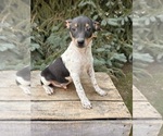 Small #1 Rat Terrier