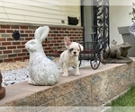 Small Photo #1 French Bulldog Puppy For Sale in WEST ORANGE, NJ, USA