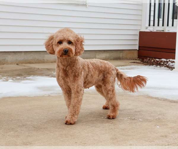 Medium Photo #5 Goldendoodle mix (+ Poodle Miniature) Puppy For Sale in SYRACUSE, IN, USA