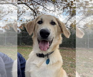 Anatolian Shepherd-Great Pyrenees Mix Dogs for adoption in Winter Park, CO, USA