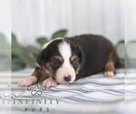 Small Photo #1 Miniature Australian Shepherd Puppy For Sale in REBERSBURG, PA, USA