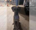 Small Photo #4 Great Dane Puppy For Sale in INVER GROVE HEIGHTS, MN, USA