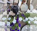Small #4 Boston Terrier