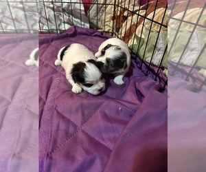Morkie Puppy for Sale in CHICAGO, Illinois USA