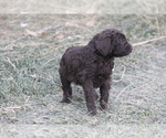 Small Photo #17 Labradoodle Puppy For Sale in MEMPHIS, MO, USA