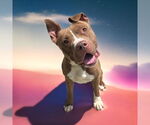 Small #3 American Pit Bull Terrier