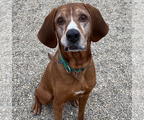 Medium Photo #6 Coonhound Puppy For Sale in Fargo, ND, USA