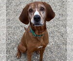 Small #5 Coonhound