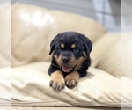 Small #4 Rottweiler