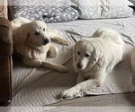 Small #6 Great Pyrenees