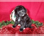 Small Photo #5 Bernedoodle Puppy For Sale in BLACK FOREST, CO, USA