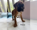 Small Photo #49 Boxer Puppy For Sale in EUREKA, IL, USA