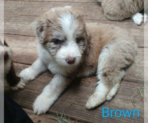 Aussiedoodle Puppy for sale in MARION, TX, USA