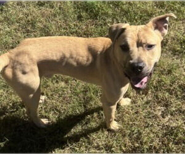 Medium Photo #5 Labrador Retriever Puppy For Sale in Glen Allen, VA, USA