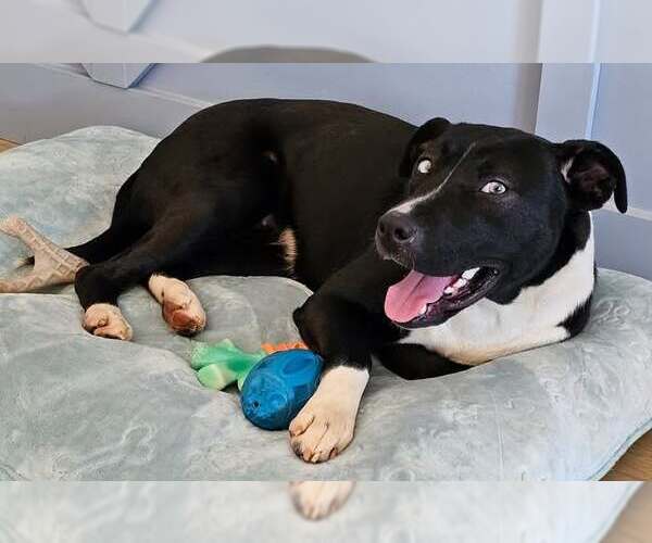 Medium Photo #1 Siberian Husky-Unknown Mix Puppy For Sale in Mount Airy, NC, USA