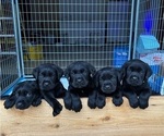 Image preview for Ad Listing. Nickname: Litter of 7