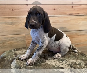 German Shorthaired Pointer Puppy for sale in PORTLAND, IN, USA