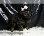 Small #3 Poodle (Toy)