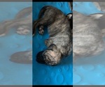 Small Photo #6 Great Dane Puppy For Sale in CORONA, CA, USA