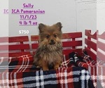 Puppy Sally Pomeranian