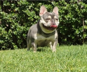 French Bulldog Dog for Adoption in SANTA MARIA, California USA