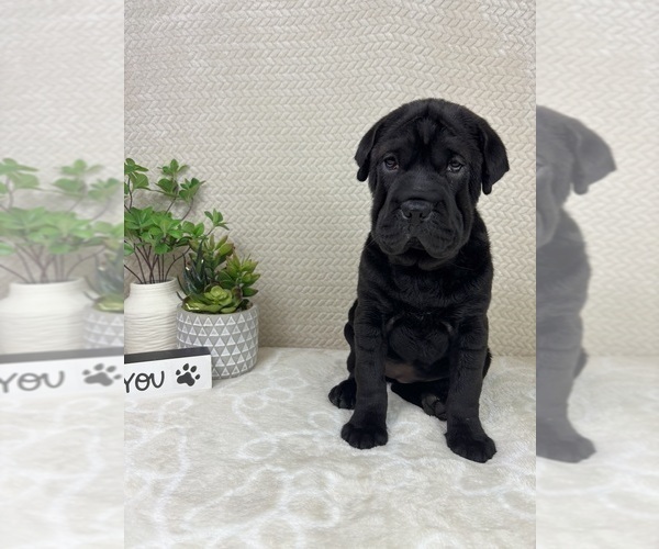 Medium Photo #4 Cocker-Pei Puppy For Sale in INDIANAPOLIS, IN, USA