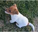 Small Photo #38 Jack Russell Terrier Puppy For Sale in APPLE GROVE, WV, USA