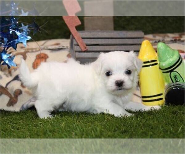 Medium Photo #4 Maltese Puppy For Sale in BOSTON, MA, USA