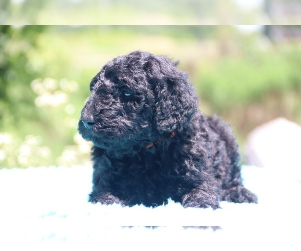 Medium Photo #23 Poodle (Standard) Puppy For Sale in UNION CITY, TN, USA