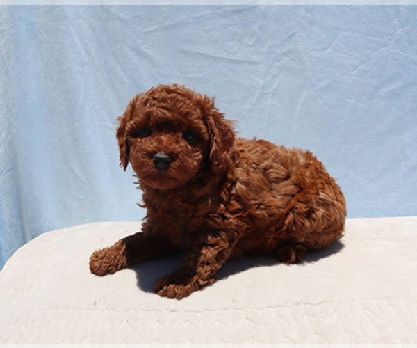Medium Photo #8 Poodle (Toy) Puppy For Sale in LOS ANGELES, CA, USA