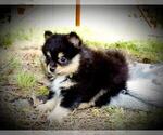 Small Photo #7 Pomeranian Puppy For Sale in DINWIDDIE, VA, USA