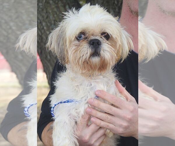 Medium Photo #1 Shih Tzu Puppy For Sale in Carrollton, TX, USA